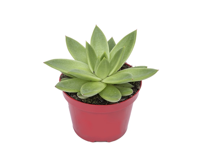 ECHEVERIA ESTRELA P11