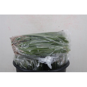 Dennen Needles Green P Bag