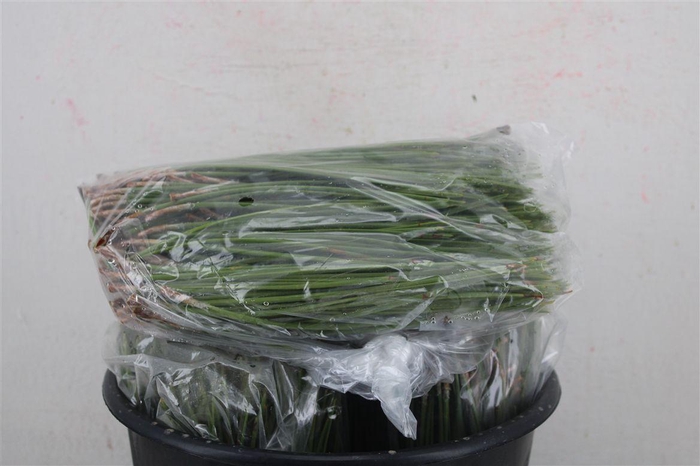 <h4>Dennen Needles Green P Bag</h4>