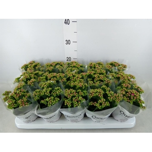 Kalanchoe  'MoreFlow Augusta'