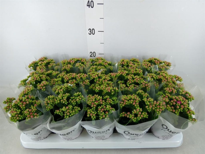 <h4>Kalanchoe  'MoreFlow Augusta'</h4>
