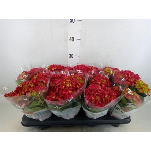 Hydrangea mac. 'Hi Fire'