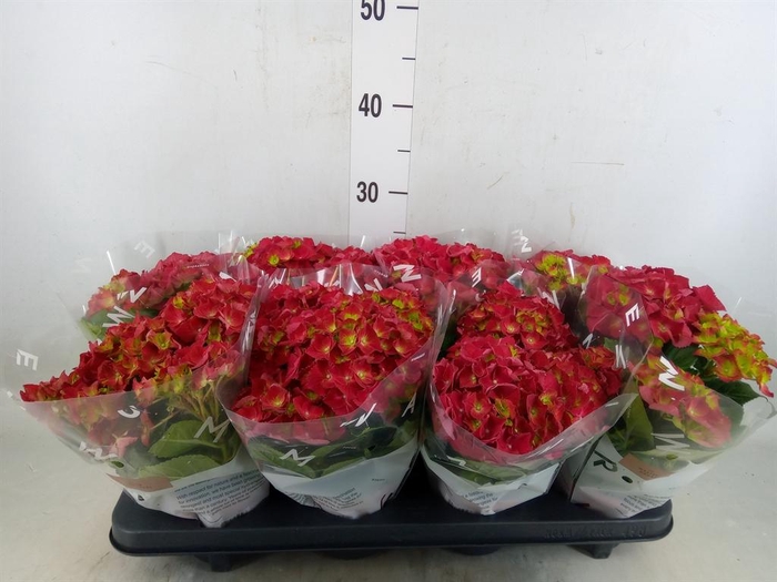 <h4>Hydrangea mac. 'Hi Fire'</h4>