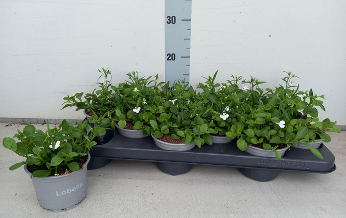 <h4>LOBE CURA WHITE</h4>