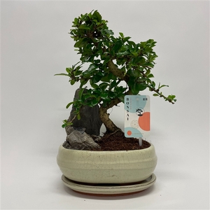 Carmona S-shape Bonsai 'Landscape' 20 cm + Schotel