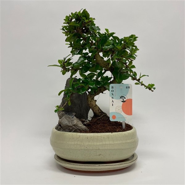 <h4>Carmona S-shape Bonsai 'Landscape' 20 cm + Schotel</h4>