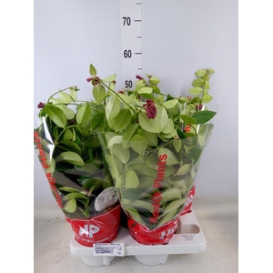 Aeschynanthus  'Mona Lisa'