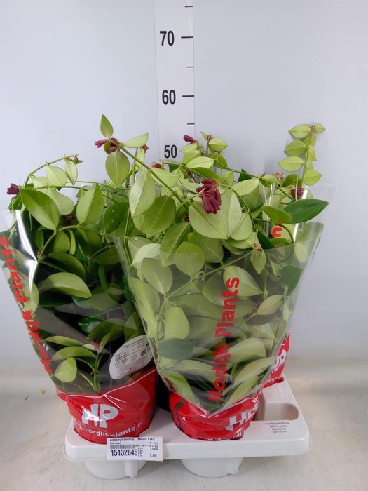 <h4>Aeschynanthus  'Mona Lisa'</h4>