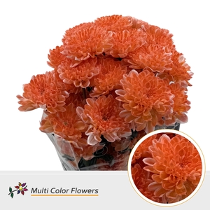 Chr T Altaj Oranje