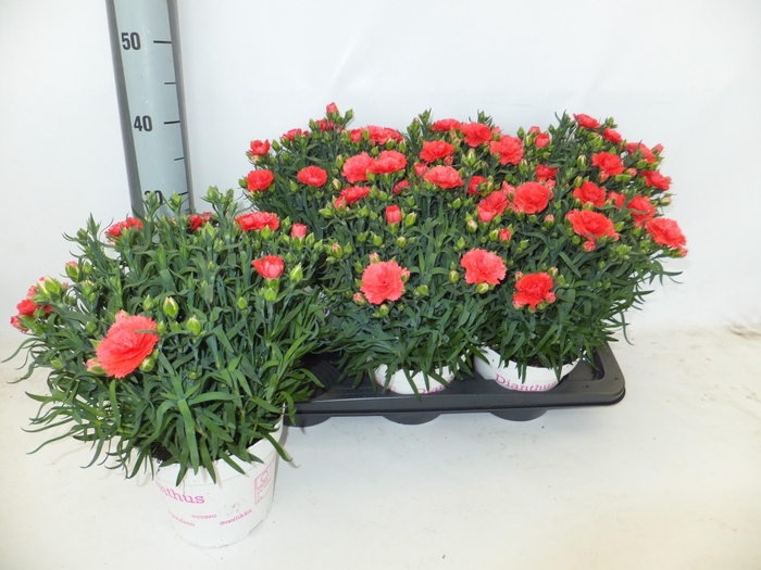 <h4>DIAN OVERIG</h4>