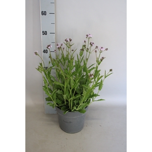 vaste planten 19 cm  Verbena rigida Polaris Sky Blue