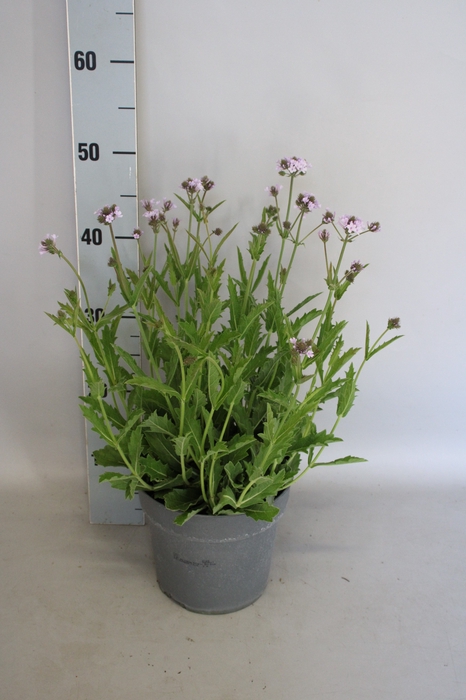 <h4>vaste planten 19 cm  Verbena rigida Polaris Sky Blue</h4>