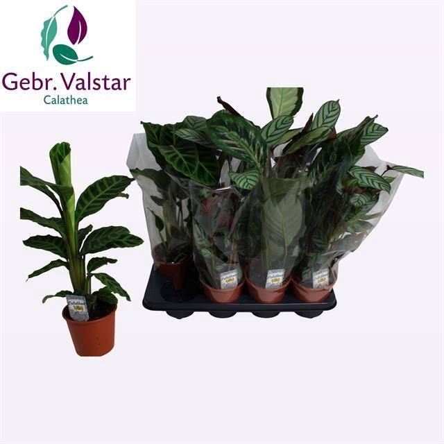 <h4>CALAT GEM 3 SRT</h4>