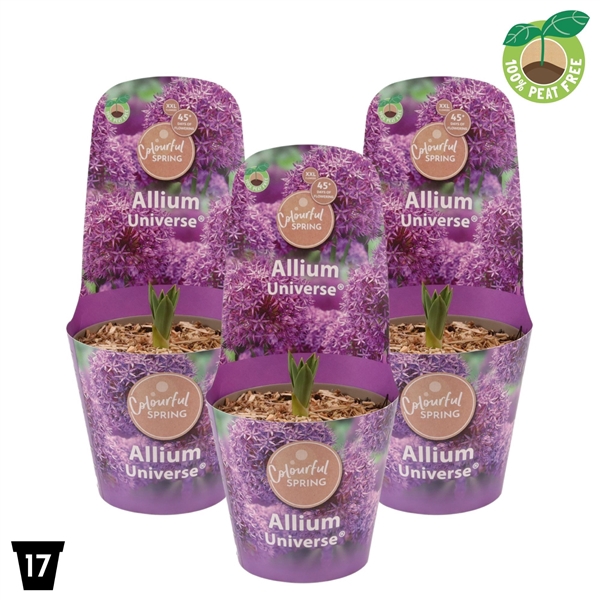 <h4>Allium Universe XXL</h4>