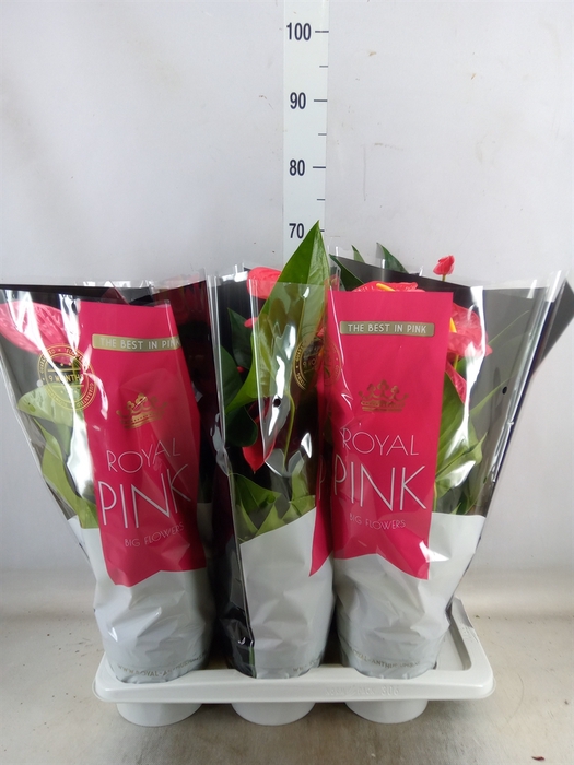 <h4>Anthurium andr. 'Maine'</h4>