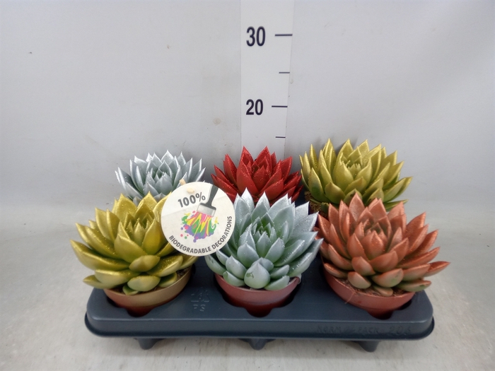 <h4>Echeveria  'Miranda'</h4>