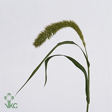 <h4>Setaria Italica</h4>