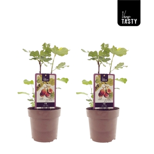 Ficus Brown Turkey