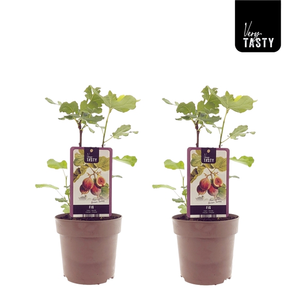<h4>Ficus Brown Turkey</h4>