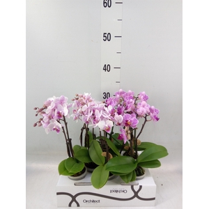 Phalaenopsis   ...mini