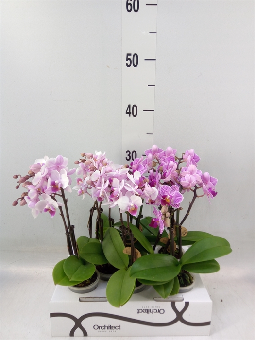 <h4>Phalaenopsis   ...mini</h4>