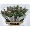 Phlox P Sweet Lexy