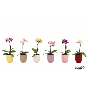 Hugo Paradise Mix Tiny Dolls Mix 1T7+ Aqu@