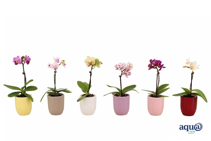 <h4>Hugo Paradise Mix Tiny Dolls Mix 1T7+ Aqu@</h4>