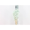 Dreid Lagurus Bleached Azzurro Bs