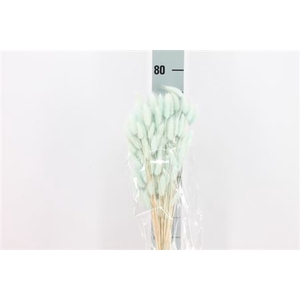 Dreid Lagurus Bleached Azzurro Bs