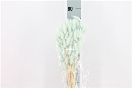 <h4>Dreid Lagurus Bleached Azzurro Bs</h4>