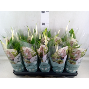 Spathiphyllum  'Bellini'