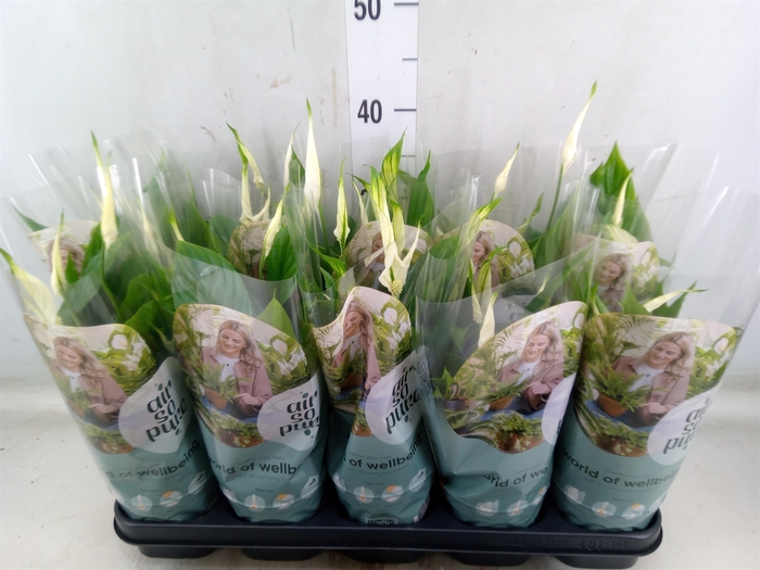 <h4>Spathiphyllum  'Bellini'</h4>