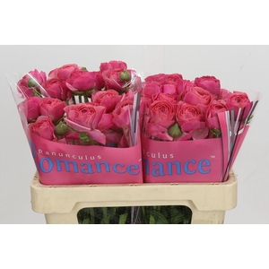 Ranunculus Romance Nohant Dark