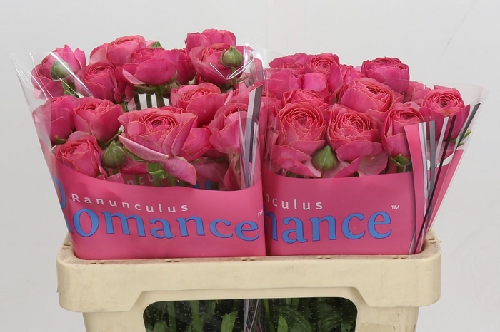 <h4>Ranunculus Romance Nohant Dark</h4>