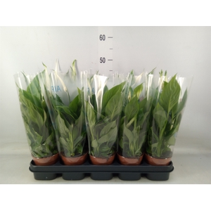 Spathiphyllum  'Torelli'