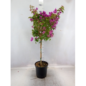 Bougainvillea  'Alexandra'