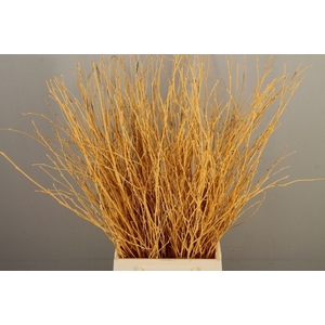 Betula paint apricot