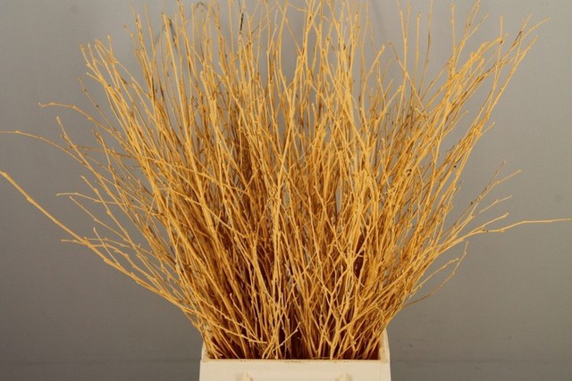 Betula paint apricot