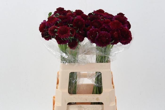 <h4>SCAB ATROPURPUREA</h4>