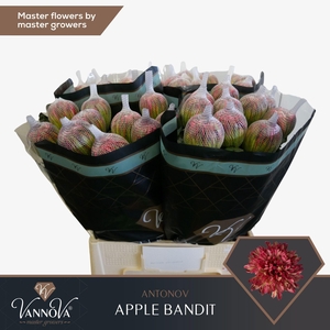 CHR G ANTONOV KLB H%