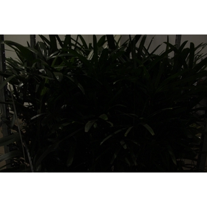 PALMEIRA RAPHIS P24 MIN 90 CM