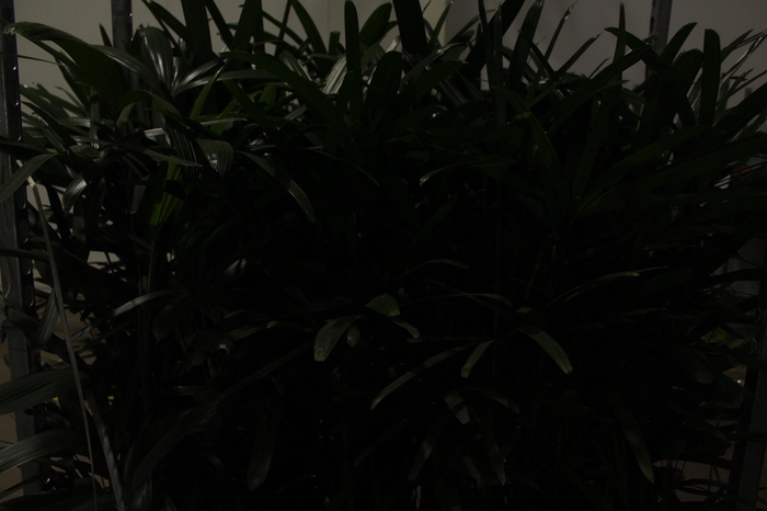 <h4>PALMEIRA RAPHIS P24 MIN 90 CM</h4>