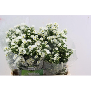 Aster Monte Casino Imp