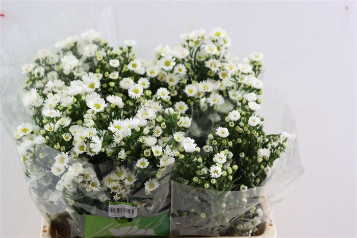 <h4>Aster Monte Casino Imp</h4>