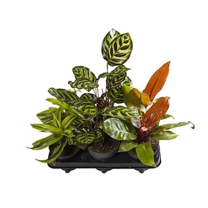 Green Exclusive Mix 12Ø 25cm