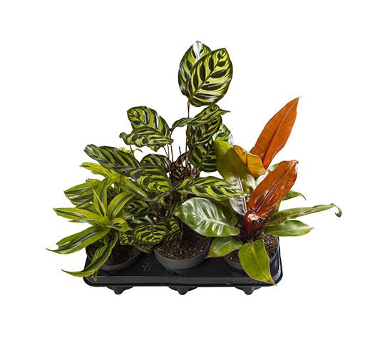 Green Exclusive Mix 12Ø 25cm