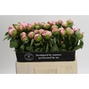Paeonia Angel Cheeks
