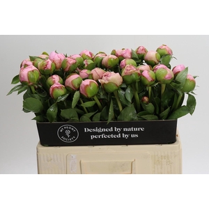 Paeonia Angel Cheeks