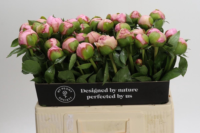 <h4>Paeonia Angel Cheeks</h4>